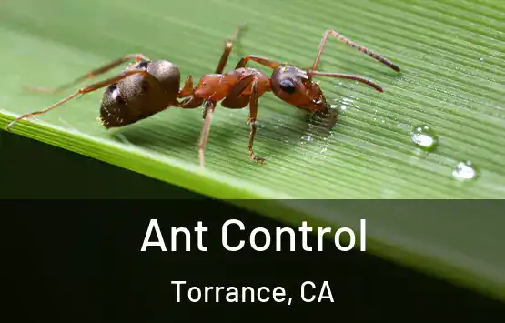  Ant Control Torrance, CA