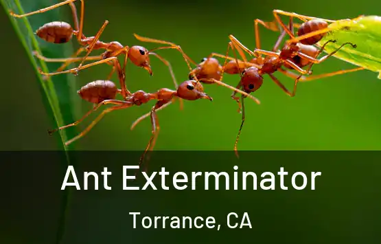  Ant Exterminator Torrance, CA