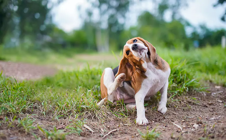 Our Proven Flea Infestation Treatment in Torrance