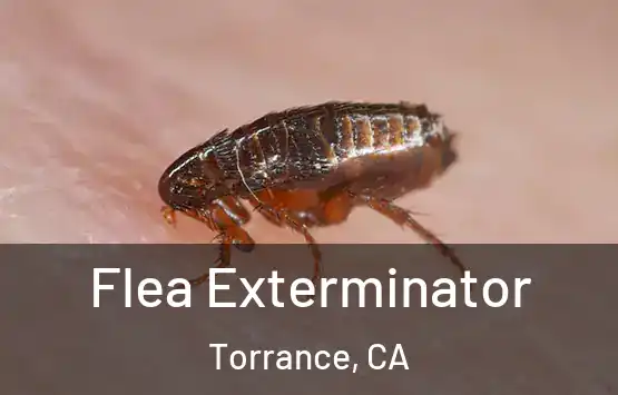  Flea Exterminator Torrance, CA