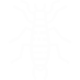 Earwigs Pest Control Torrance, CA