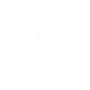 Silverfish Pest Control Torrance, California