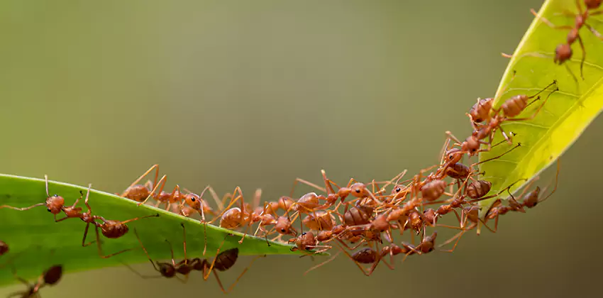 ant-control in Torrance, CA
