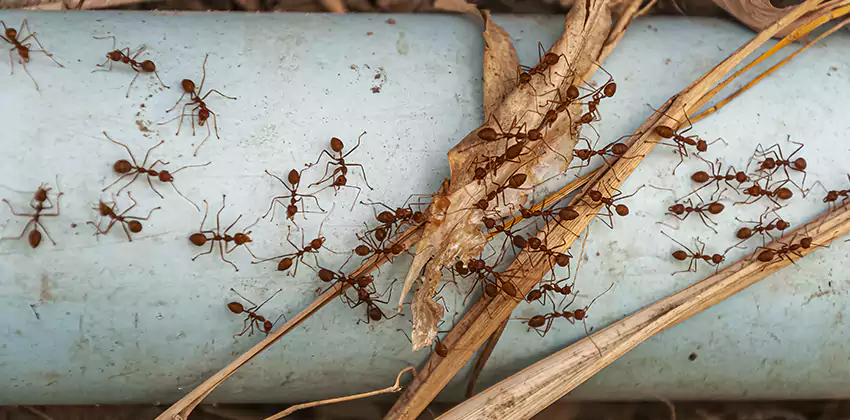Fire Ant Extermination in Yards, Parks, and Outdoor Spaces Torrance, CA