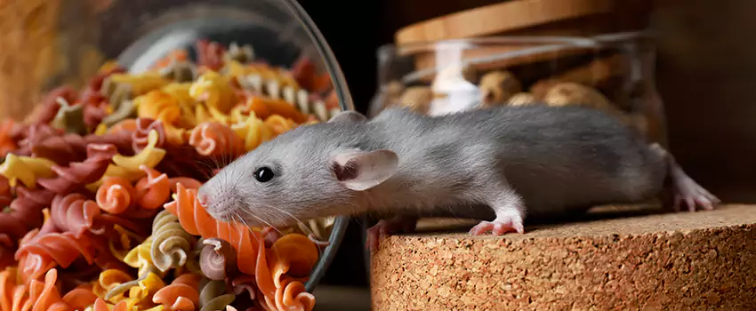 Rodent Extermination for Families with Children & Pets Torrance, CA