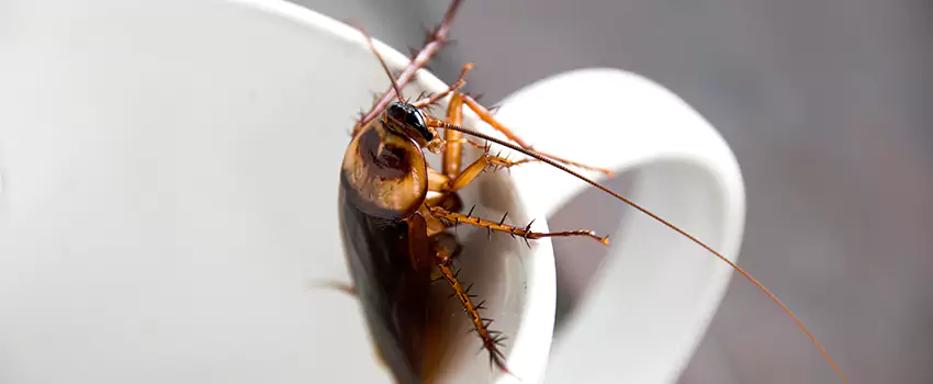 cockroach-pest-control in Torrance, CA