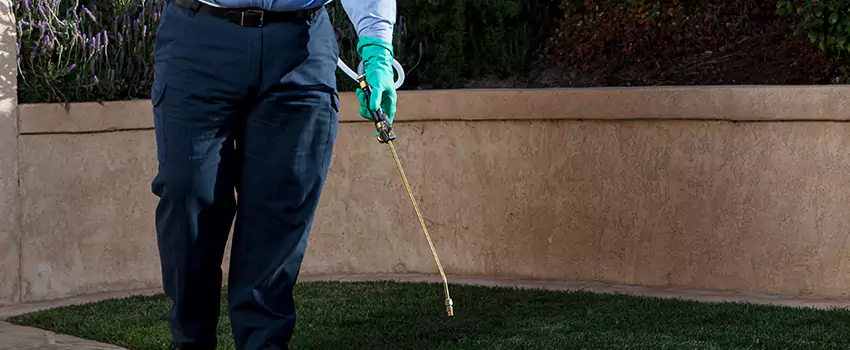 flea-treatment in Torrance, CA