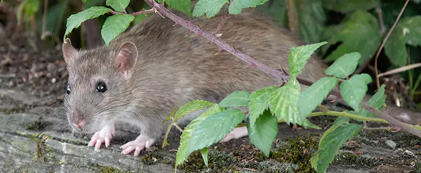 mice-control in Torrance, CA