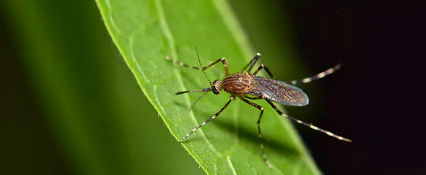 mosquito-treatment in Torrance, CA