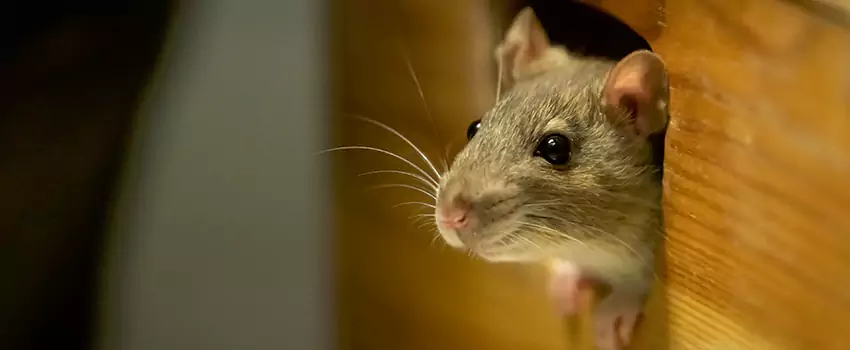 rat-control in Torrance, CA