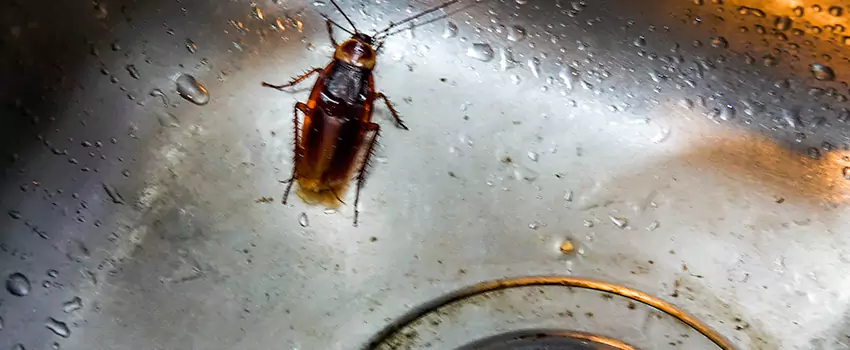 roach-control in Torrance, CA
