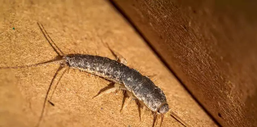 silverfish-control in Torrance, CA