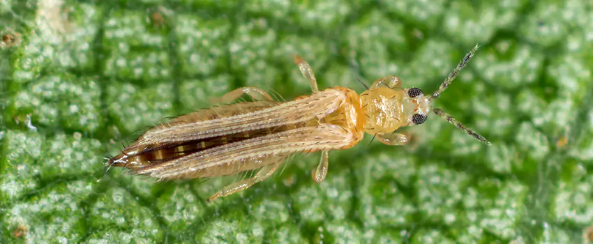 thrips-treatment in Torrance, CA