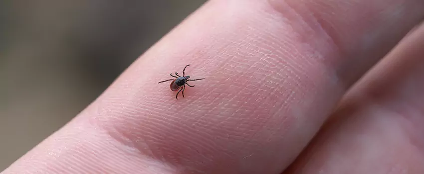 tick-control in Torrance, CA