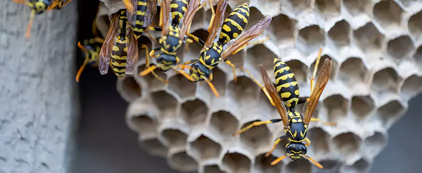 wasp-pest-control in Torrance, CA