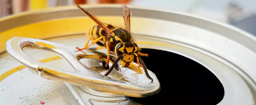 yellow-jacket-exterminator in Torrance, CA