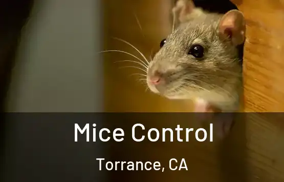  Mice Control Torrance, CA