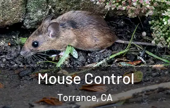  Mouse Control Torrance, CA