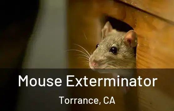  Mouse Exterminator Torrance, CA