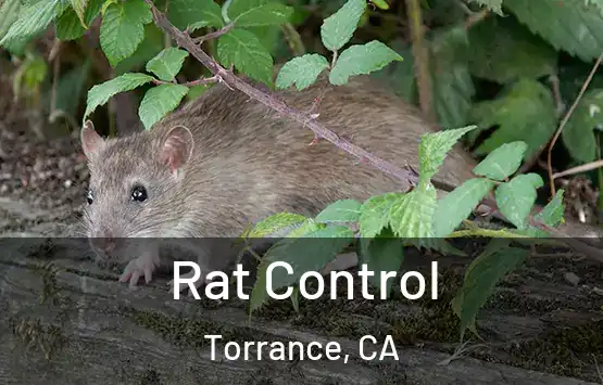  Rat Control Torrance, CA