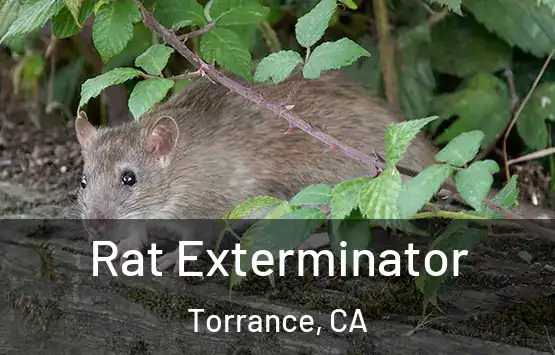  Rat Exterminator Torrance, CA