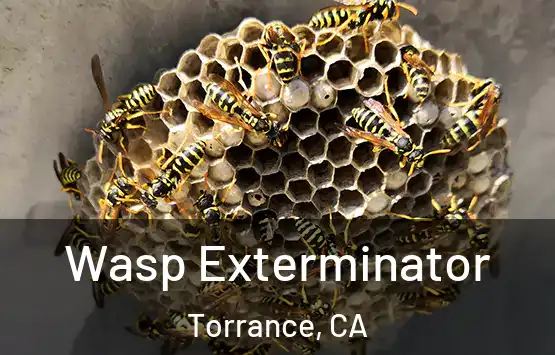  Wasp Exterminator Torrance, CA