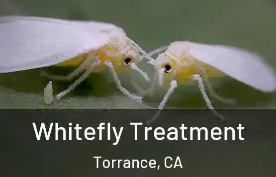  Whitefly Treatment Torrance, CA